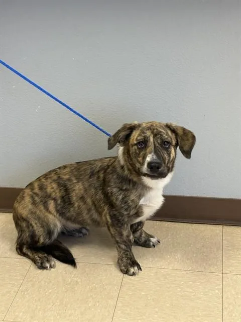 A young medium-sized male Cardigan Welsh Corgi dog named Mario for adoption in Killeen, TX