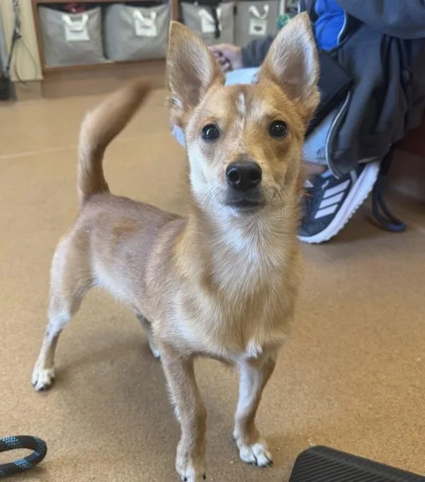 A young small-sized male Chihuahua dog named Kit for adoption in Dublin, CA