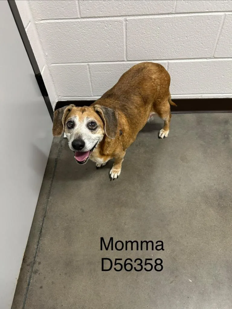 Momma