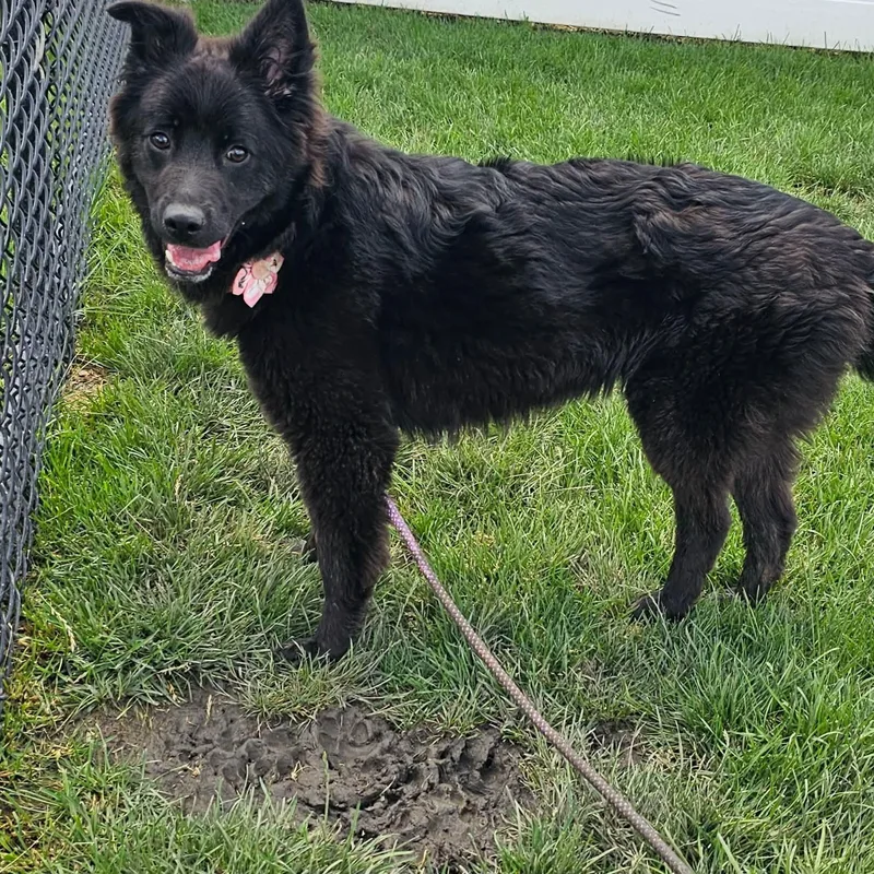 A baby medium-sized female Australian Shepherd dog named Mixy for adoption in Minooka, IL