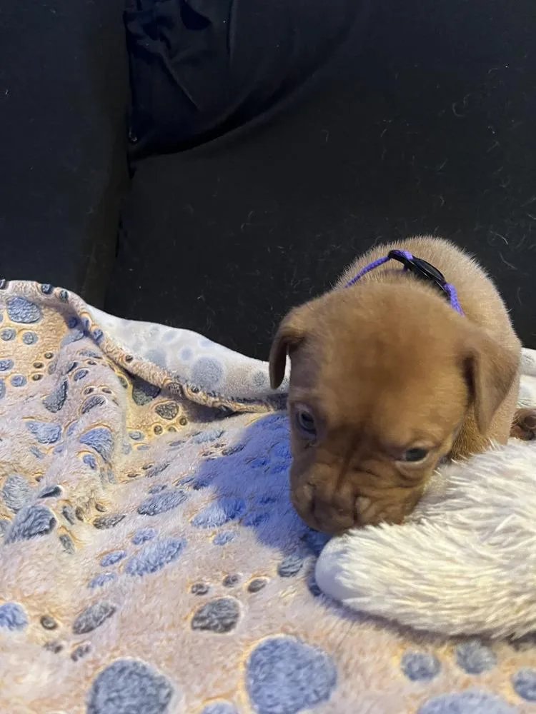 A baby small-sized female Tricolor (Brown, Black, & White) American Bulldog dog named Brownie  Lola Mae for adoption in Lakeland, FL