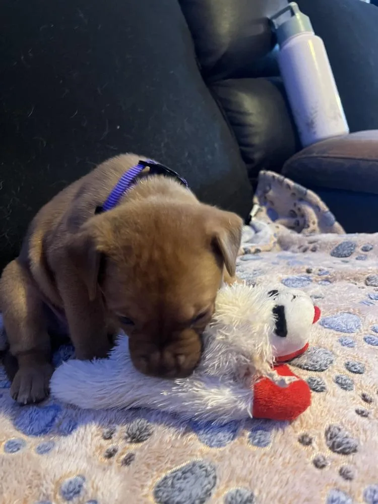 Brownie  Lola Mae thumbnail 2