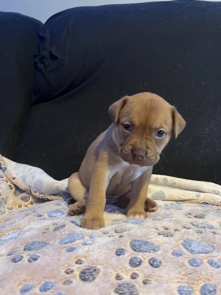 Brownie  Lola Mae thumbnail 3