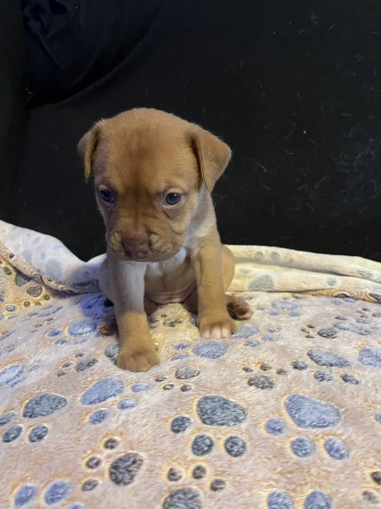 Brownie  Lola Mae thumbnail 4