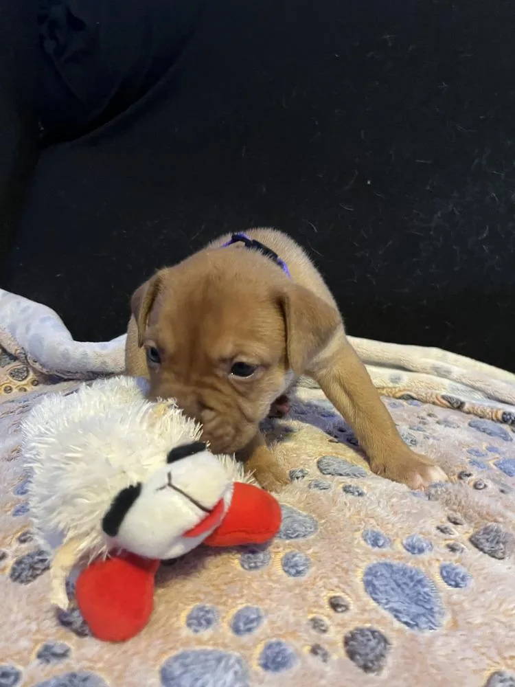 Brownie  Lola Mae thumbnail 5