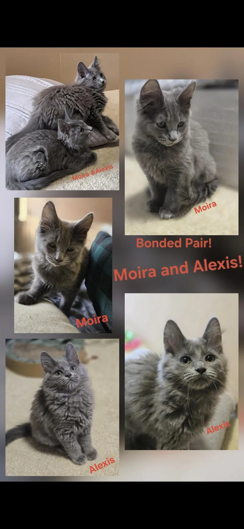 Alexis and Moira
