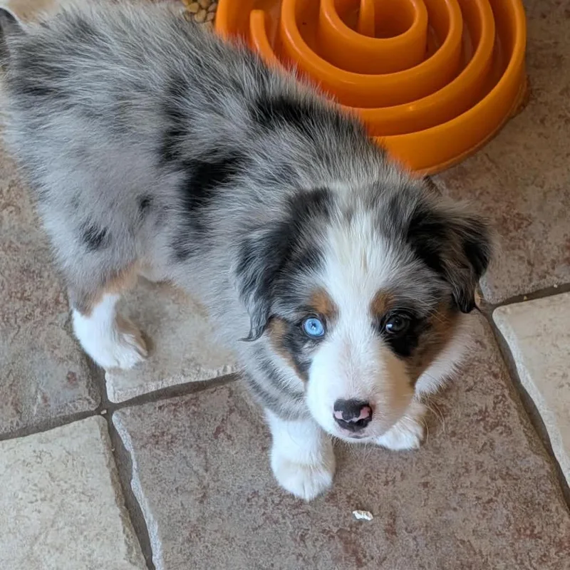 A baby small-sized male Gray / Blue / Silver Australian Shepherd dog named Marshmallow for adoption in Fort Wayne, IN