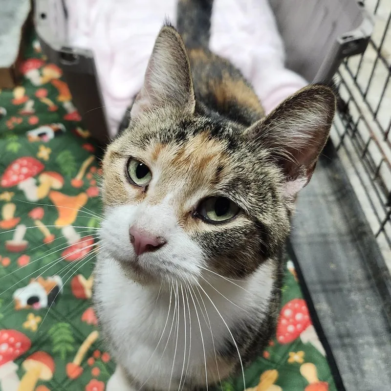 An adult small-sized female Calico Domestic Short Hair cat named Pretzel for adoption in Middletown, OH