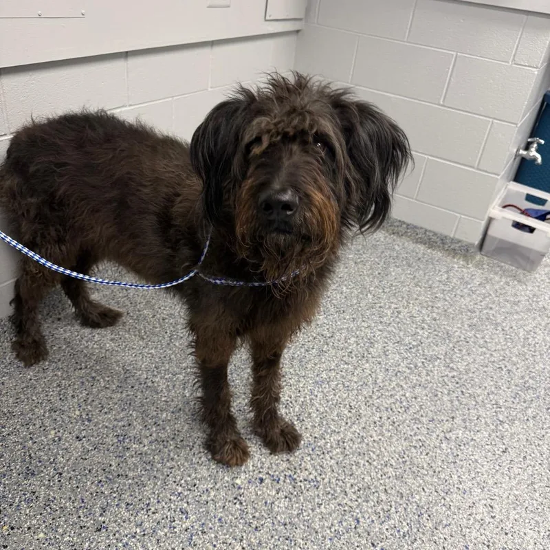 An adult large-sized male Black Mixed Breed dog named Odin for adoption in Greenville, SC