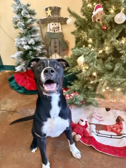 Watermelon thumbnail 2