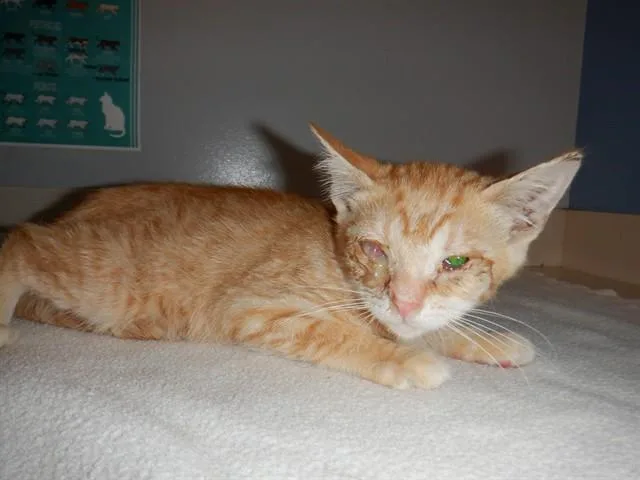 A baby small-sized male Domestic Short Hair cat named Sherbert for adoption in San Jose, CA