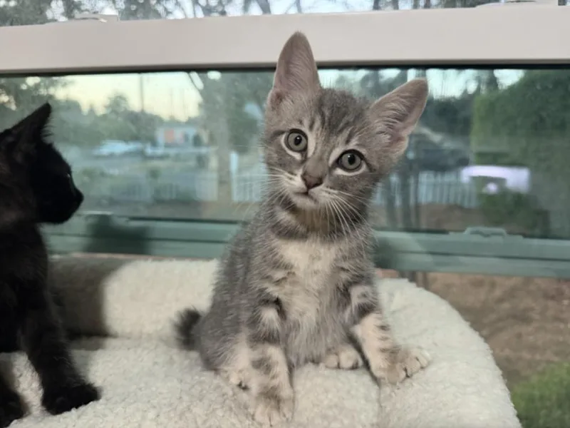 A baby small-sized male Domestic Short Hair cat named Cosmo for adoption in Burbank, CA