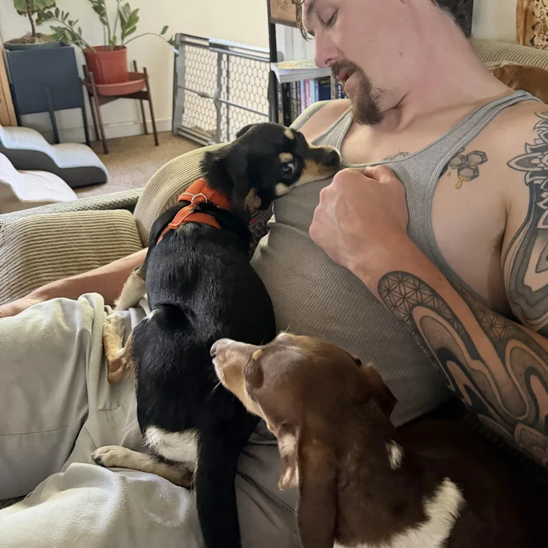 A young small-sized female Tricolor (Brown, Black, & White) Chihuahua dog named Hannah for adoption in Boulder, CO