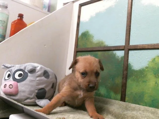 A baby small-sized female German Shepherd Dog dog named Daisy for adoption in Houston, TX