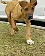 A baby large-sized male Rhodesian Ridgeback dog named Turbo for adoption in Dallas, TX