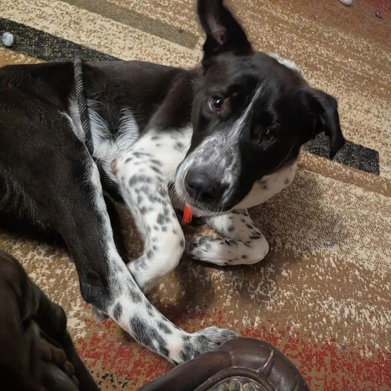 Tux