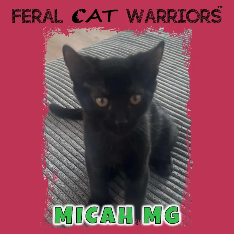 A baby small-sized male Domestic Short Hair cat named Micah MG for adoption in Kingman, AZ