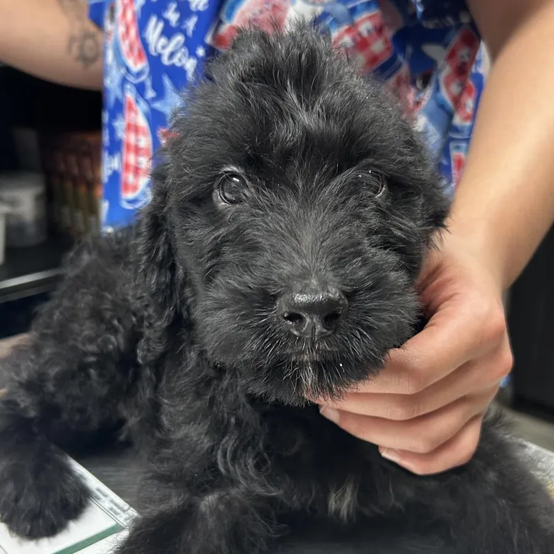 Zeus