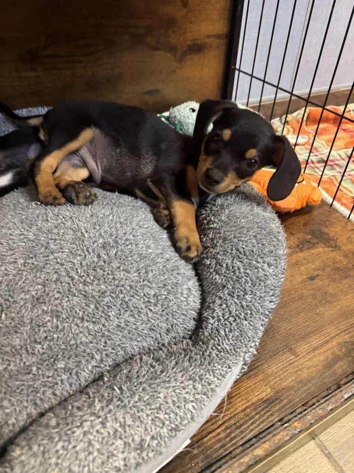 A young medium-sized male Dachshund dog named Kramer for adoption in Hilton Head Island, SC