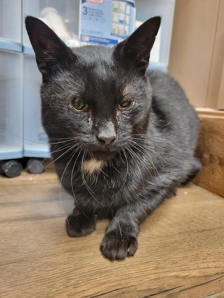 An adult small-sized male Black & White / Tuxedo Domestic Short Hair cat named Kam for adoption in Lorain, OH