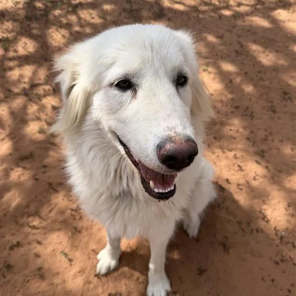 An adult large-sized female White / Cream Great Pyrenees dog named Dream for adoption in Branford, CT
