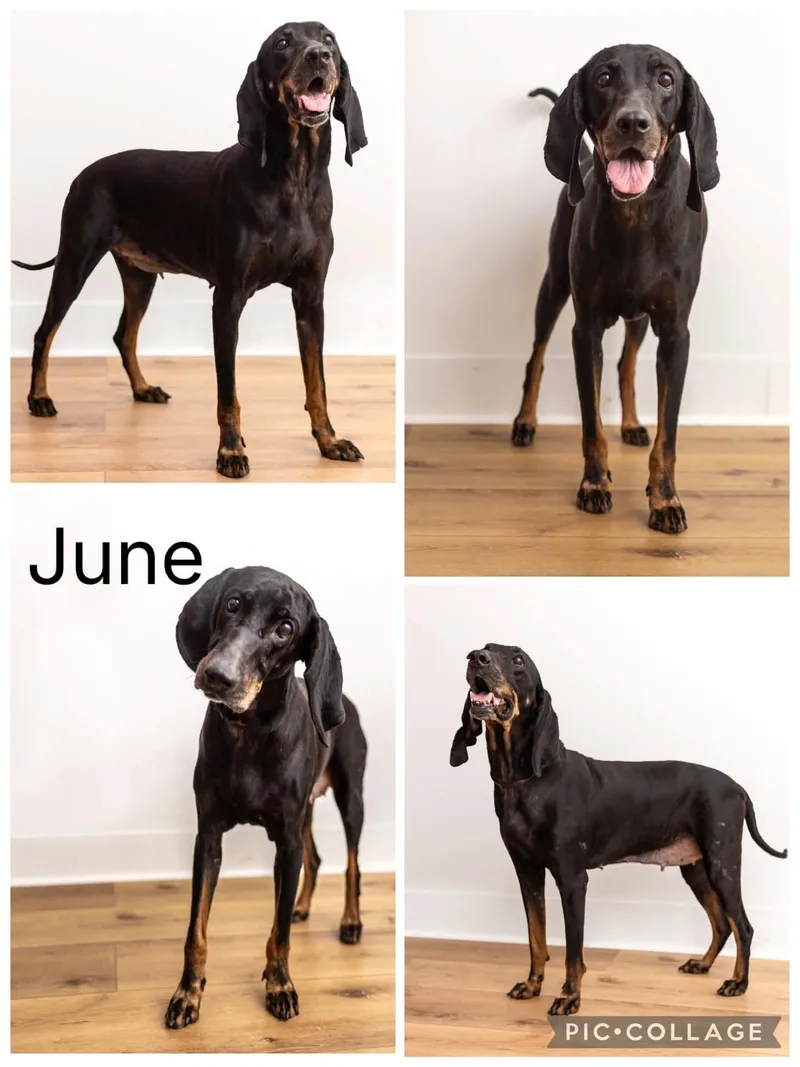 A young medium-sized female Bicolor Black and Tan Coonhound dog named June for adoption in Enterprise, AL