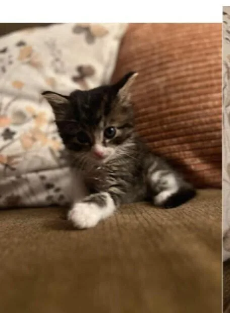 A baby small-sized male Maine Coon cat named Panini for adoption in Pacifica, CA