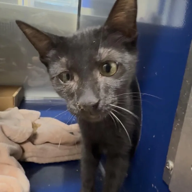 A baby small-sized female Black Domestic Short Hair cat named Mandy for adoption in Los Angeles, CA