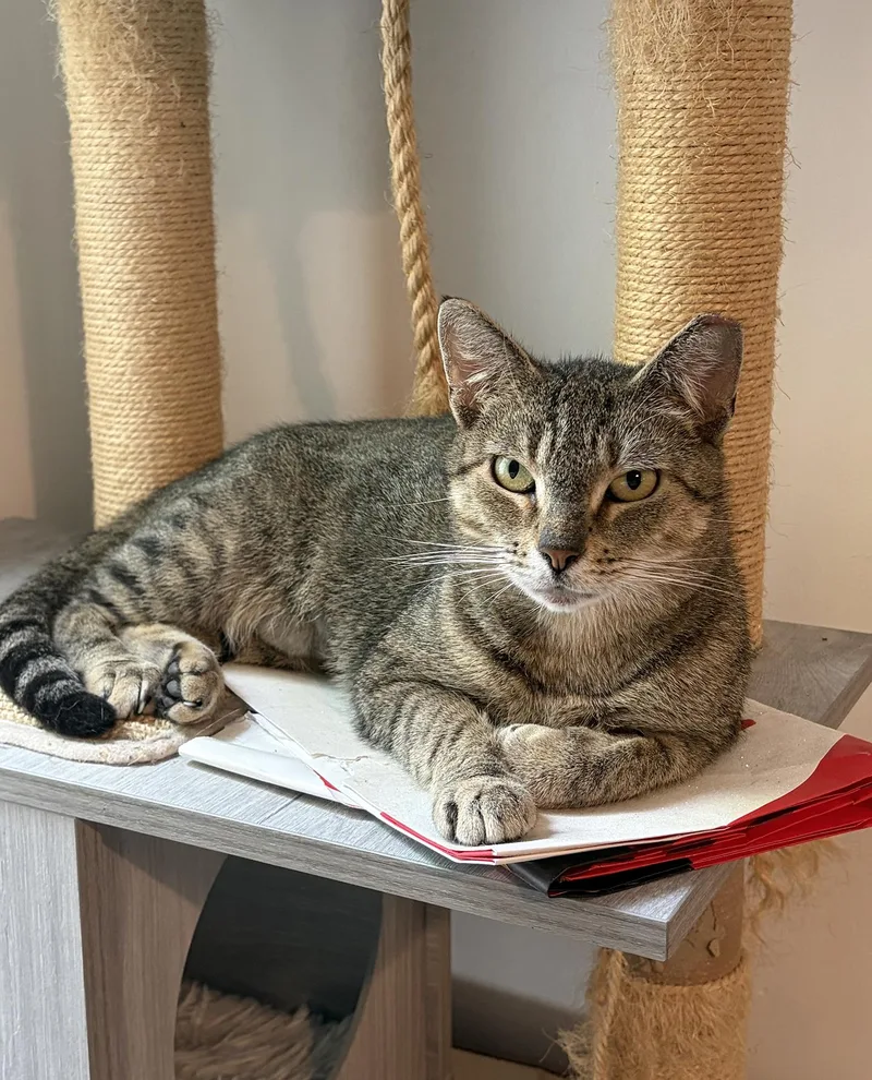 A young medium-sized female Tabby (Brown / Chocolate) Domestic Short Hair cat named Toast Ludlow for adoption in Philadelphia, PA
