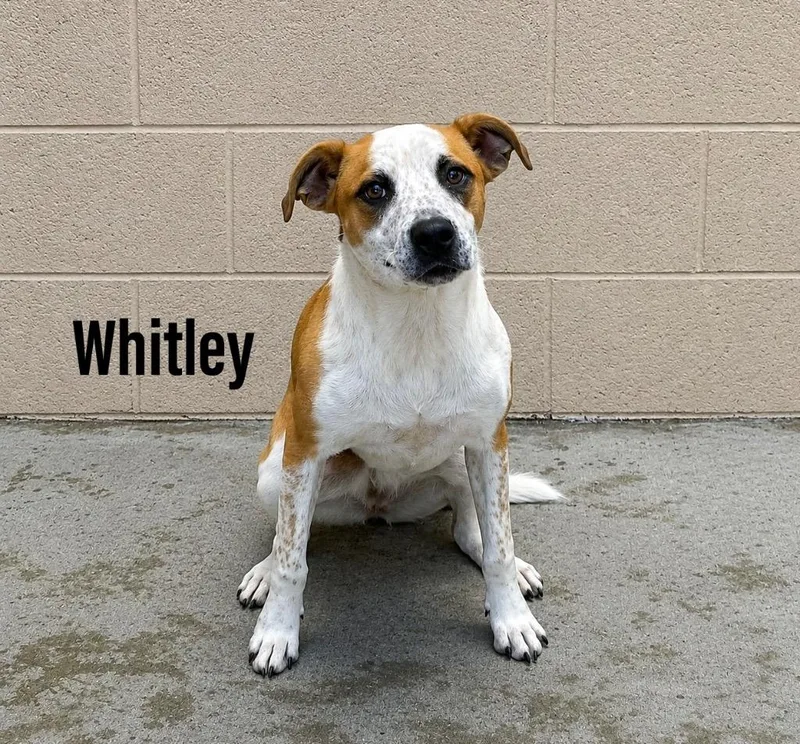 Whitley