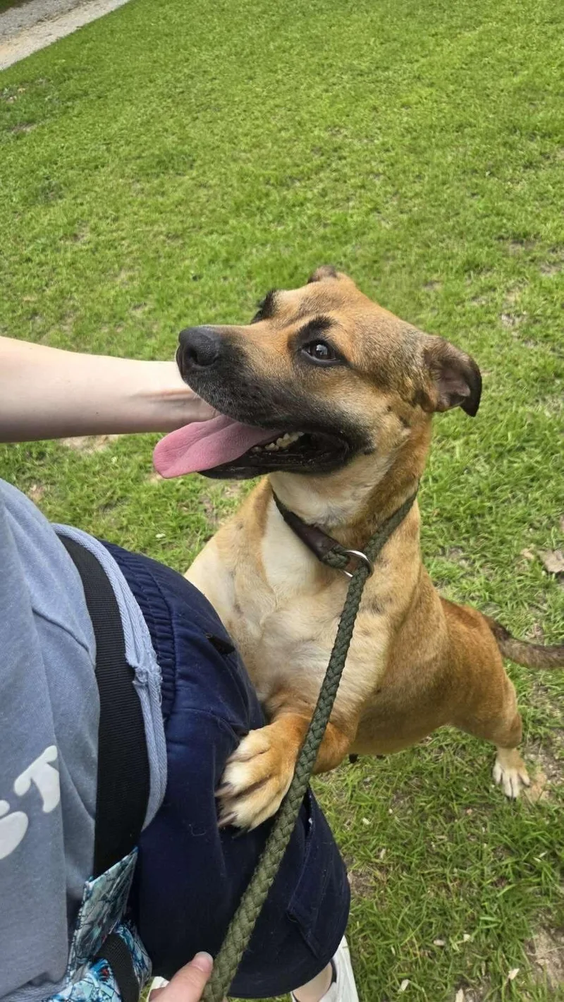 A young large-sized female Black Mouth Cur dog named Lucy for adoption in Fosters, AL