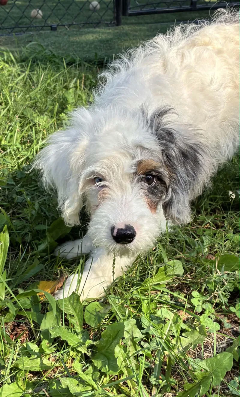 A baby small-sized male Miniature Poodle dog named Spencer for adoption in Havertown, PA