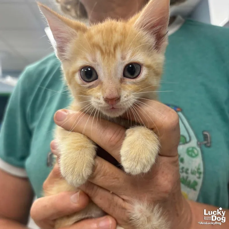 A baby medium-sized female Orange / Red Domestic Short Hair cat named Holly for adoption in Washington, DC