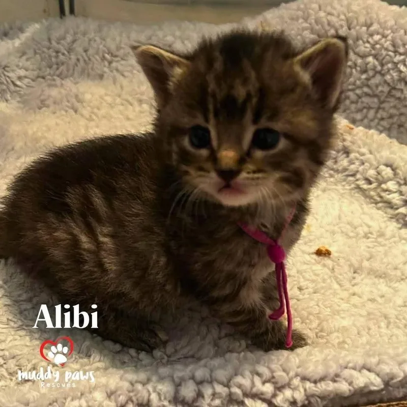 A baby small-sized female Domestic Short Hair cat named Legal Litter: Alibi for adoption in Council Bluffs, IA