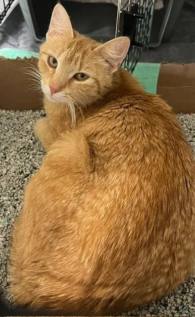 An adult medium-sized female Orange / Red Domestic Short Hair cat named Sweet Potato for adoption in Webster City, IA