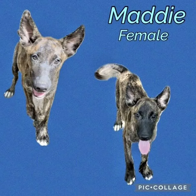 A baby medium-sized female Belgian Shepherd / Malinois dog named Maddie for adoption in Manchester, CT