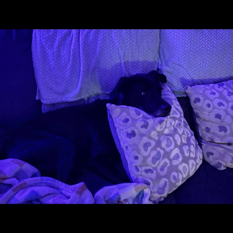 Bruno thumbnail 2