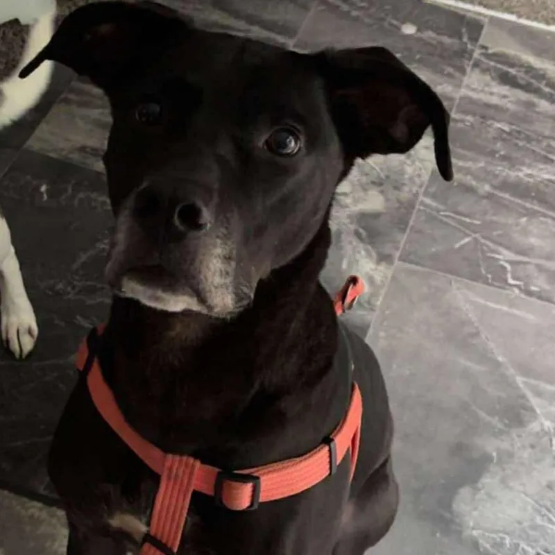 Bruno thumbnail 6