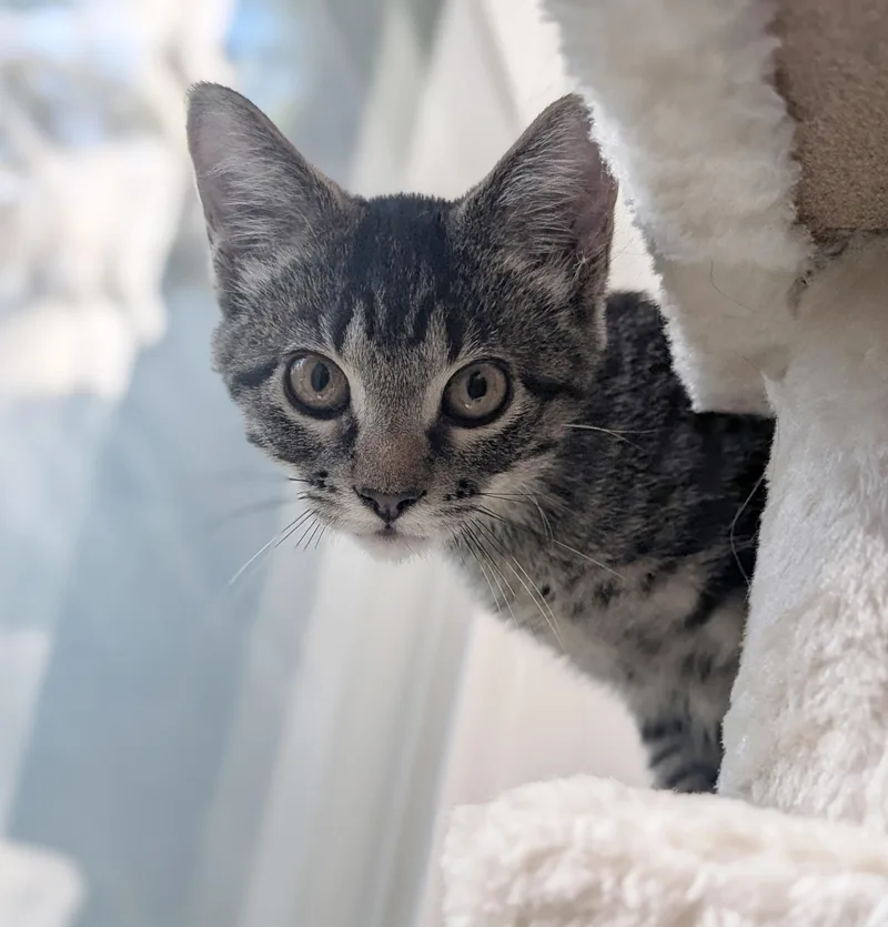 A baby medium-sized female Tabby (Brown / Chocolate) Tabby cat named Princess Peach for adoption in Parkville, MO