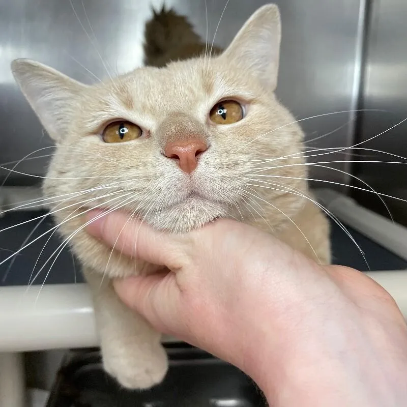 An adult medium-sized male Domestic Short Hair cat named Battle Cat for adoption in Roanoke, VA