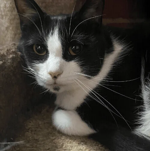 Speckles thumbnail 4