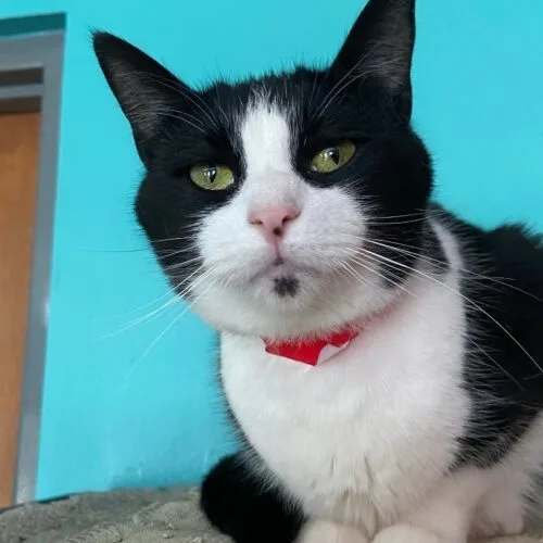 Speckles thumbnail 5