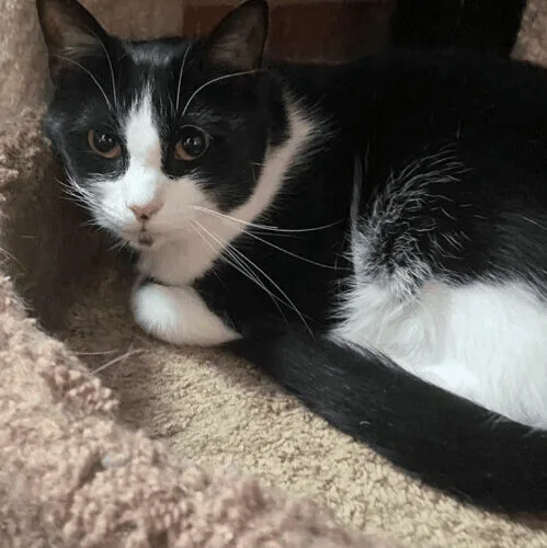 Speckles thumbnail 6