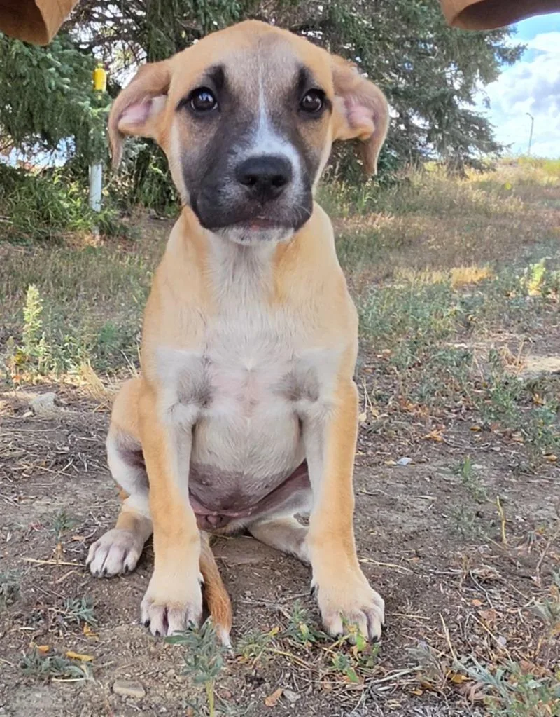 A baby medium-sized female Australian Cattle Dog / Blue Heeler dog named Taba Rengi for adoption in Fort Lupton, CO
