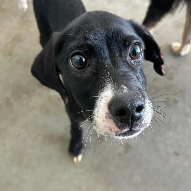 A baby medium-sized female Black Mixed Breed dog named Peachy Peach Fka Brownie for adoption in Troy, IL