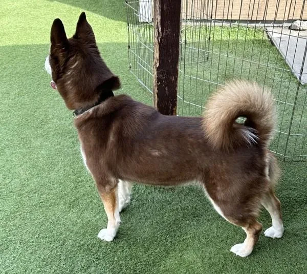A senior large-sized female Siberian Husky dog named Kola for adoption in San Diego, CA
