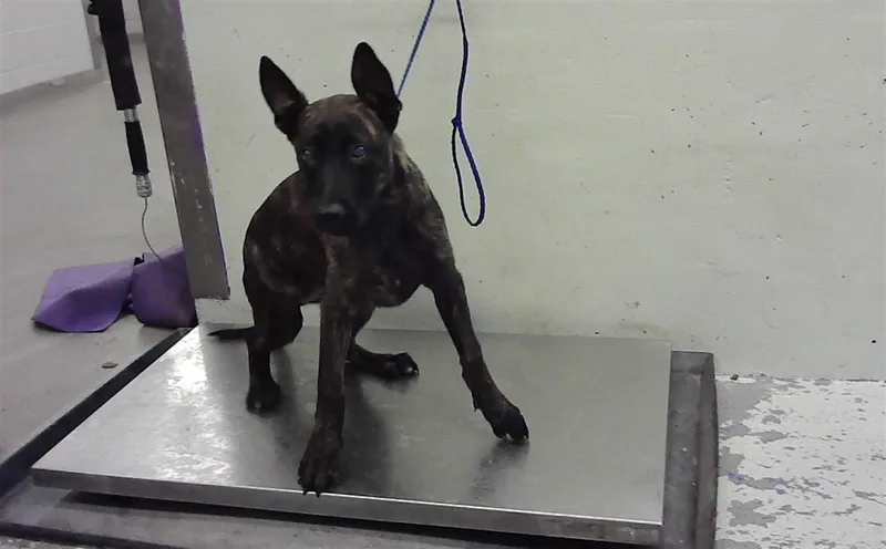 A baby small-sized female Labrador Retriever dog named Rita for adoption in Houston, TX