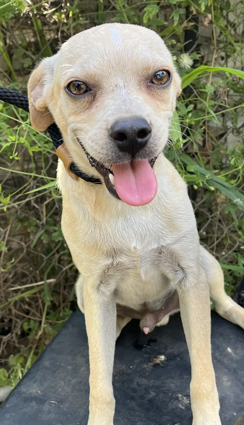 A young small-sized male Yellow / Tan / Blond / Fawn Chihuahua dog named Bean for adoption in Sharon, CT