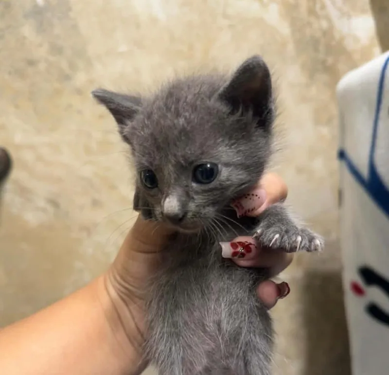 A baby small-sized female Domestic Short Hair cat named Nightbird for adoption in Orlando, FL