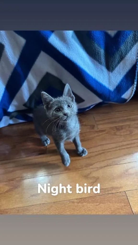 Nightbird thumbnail 3